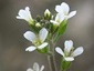 De arabidopsis thaliana hersteld van de radioactieve straling van Tchernobyl door de DNA SpinMatrix